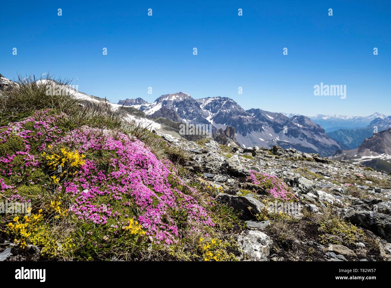 France, Hautes Alpes, Nevache, La Clarée valley, moss campion flowers (Silene acaulis) at Col des Muandes (2828m) Stock Photo