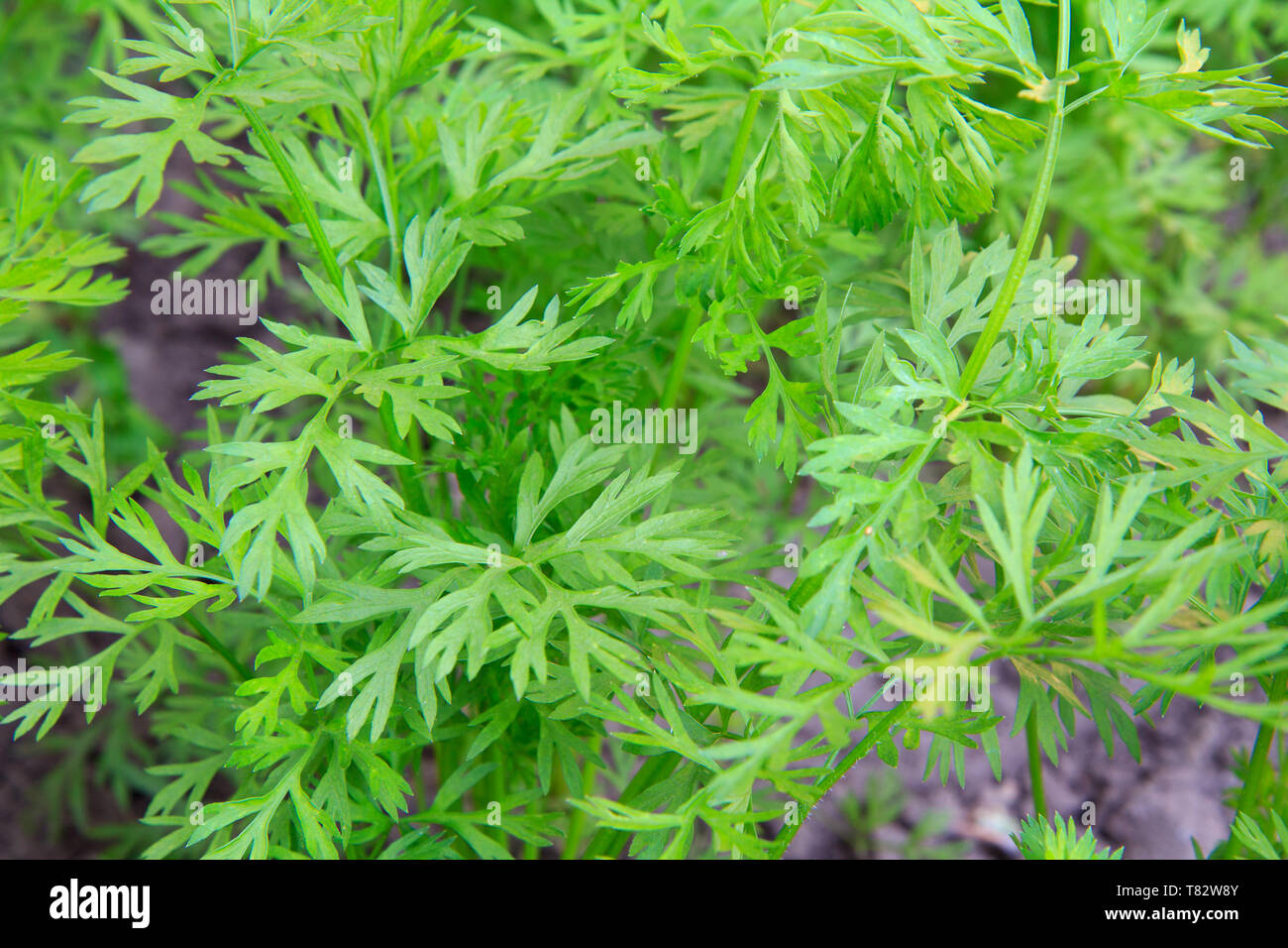 Green fresh carrot leaves growing in a garden. Top view Stock Photo Alamy