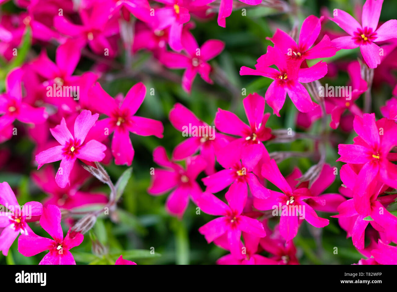 Lobelia flowers in the garden, pink Lobelia flowers (Lobelia erinus). Stock Photo