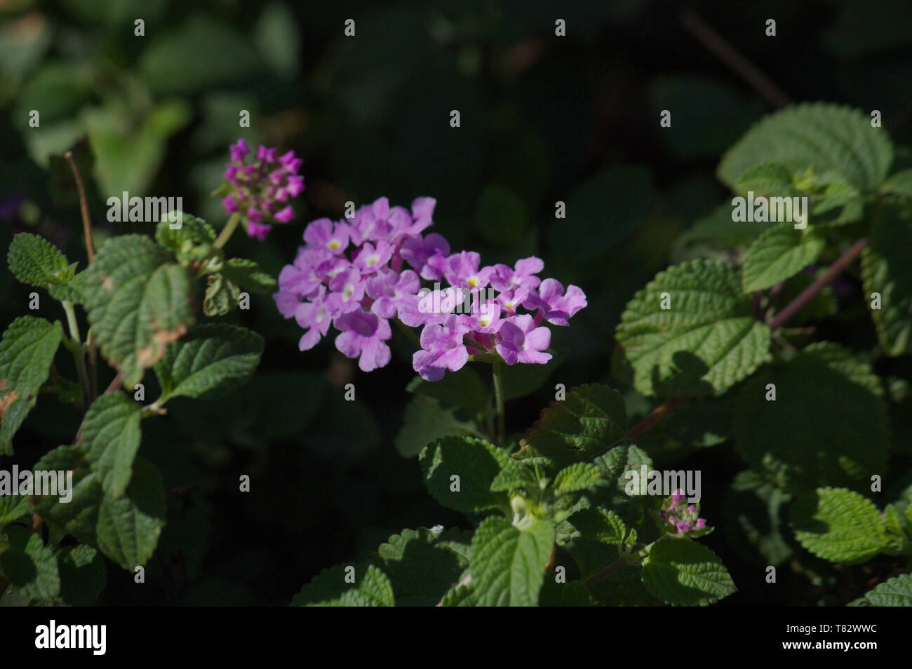 Purple flower of the lantana camera plant that stands out because it is illuminated by the sun on a dark background Stock Photo
