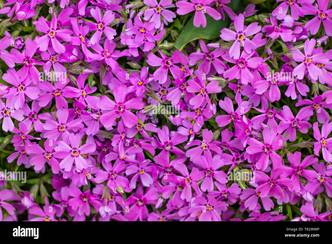 Lobelia flowers in the garden, pink Lobelia flowers (Lobelia erinus). Stock Photo