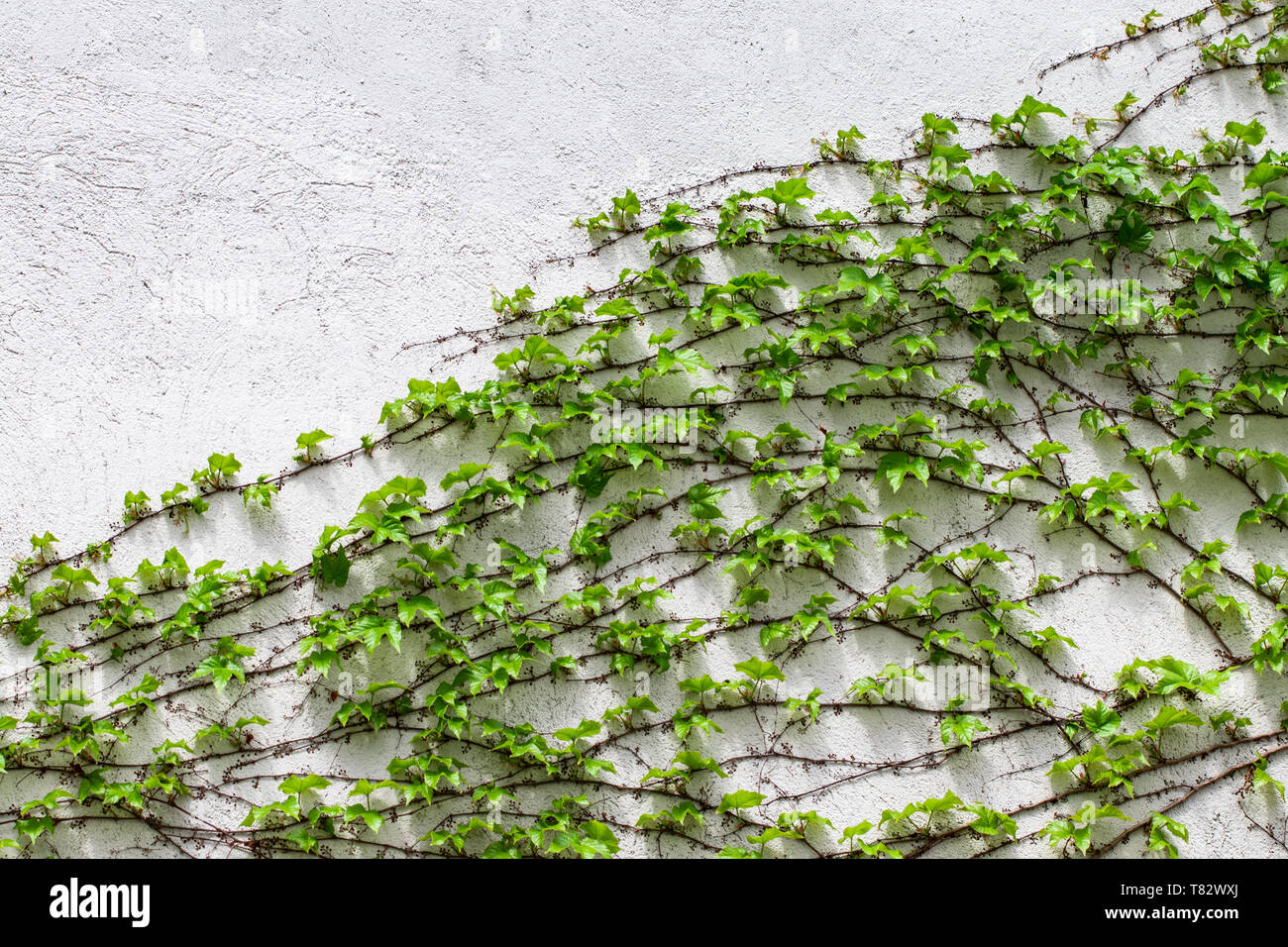 Green Leaves.green Leaves Wall Texture. Summer Background Stock Photo 