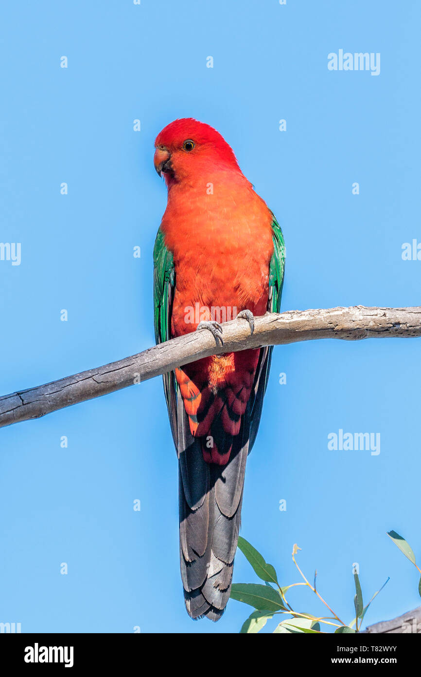 Red hill canberra australia hi-res stock photography and images - Alamy