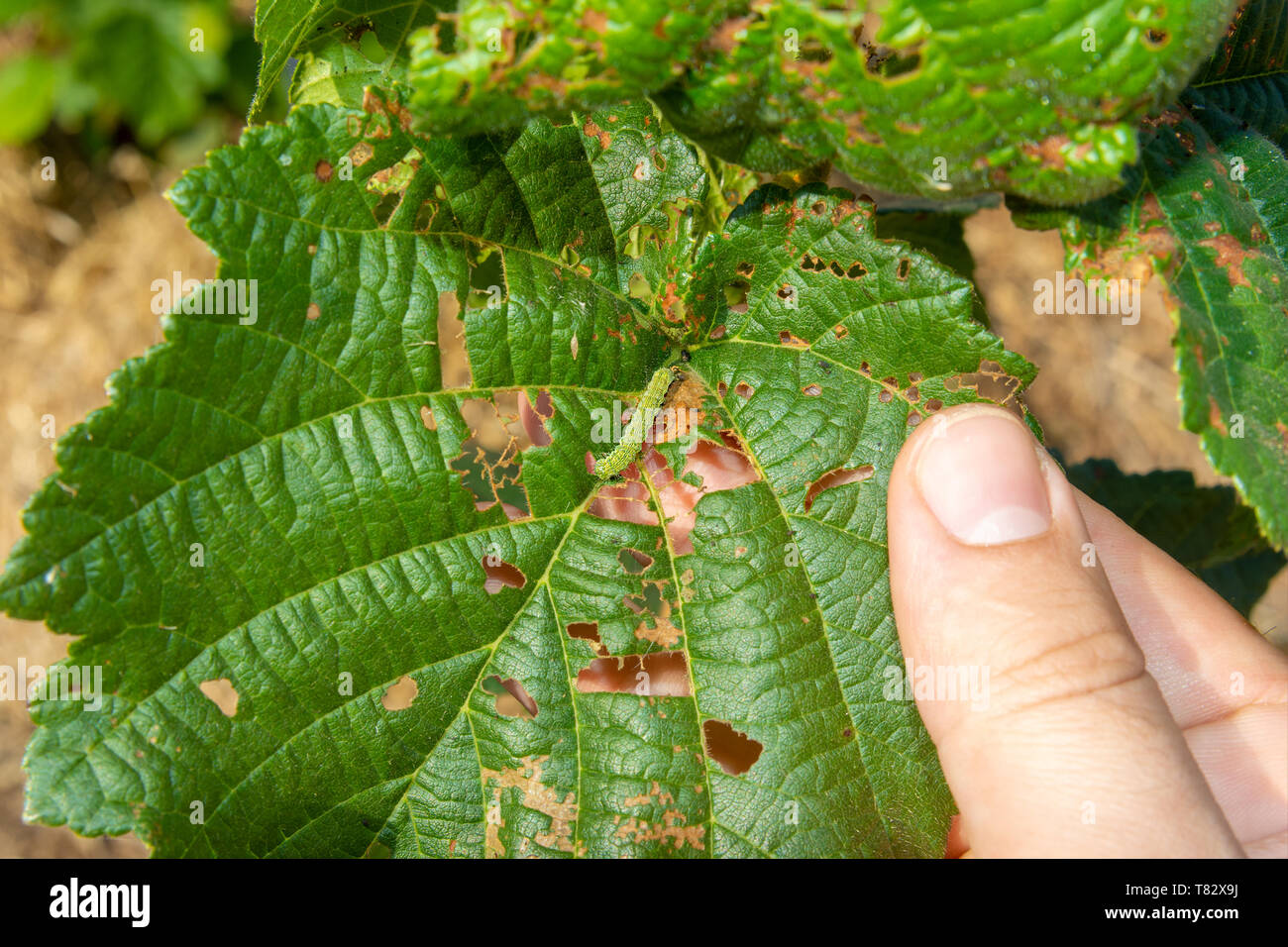damaged leaves of hazelnut by weevil larvae closeup in human hand