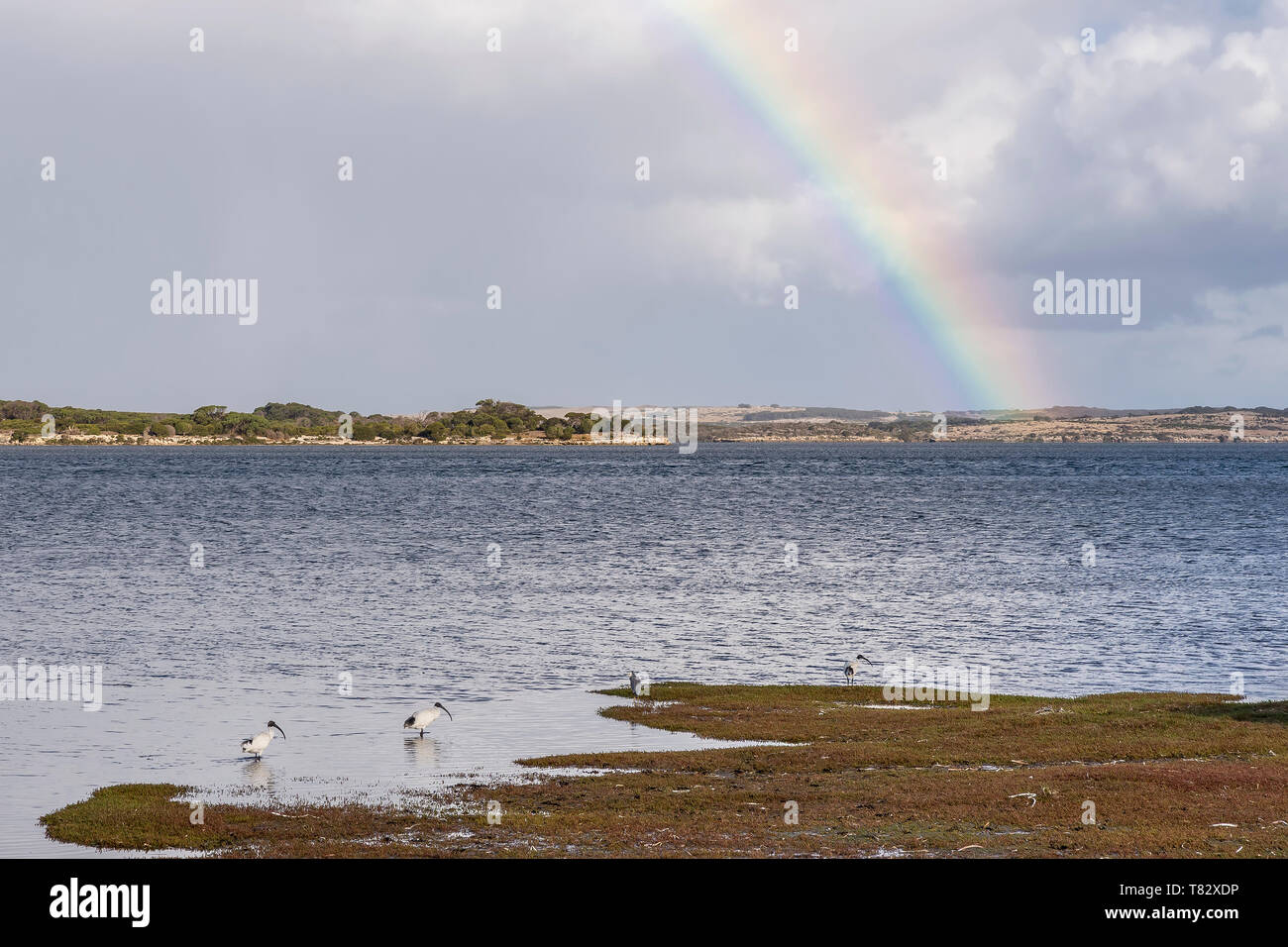 Australian White Ibis in the Kangaroo Island Sea with a rainbow in the background, Western Australia Stock Photo