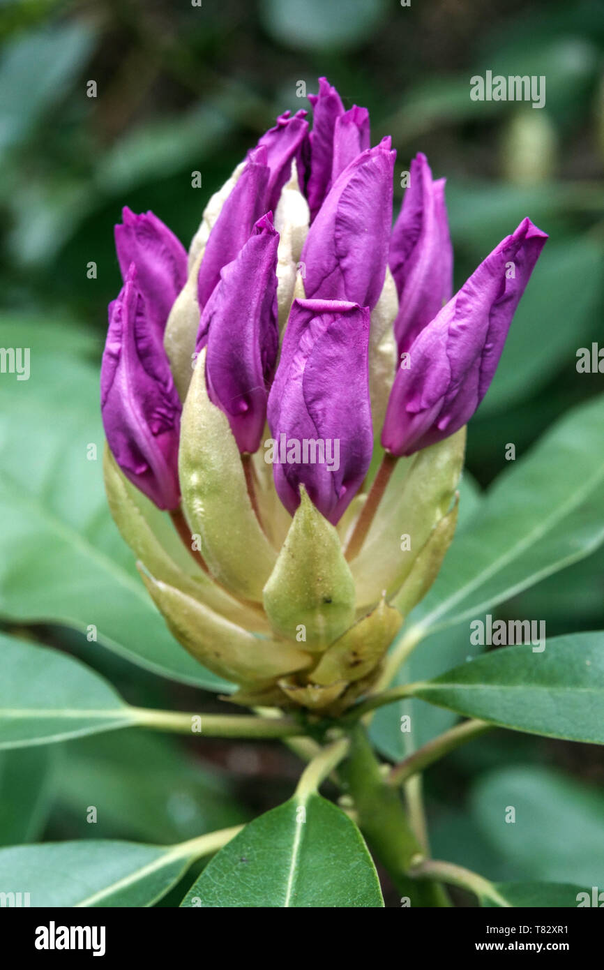 Blossom bud spring Rhododendron purple buds Stock Photo