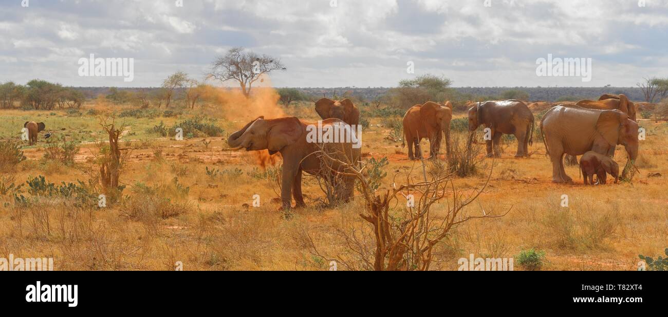 Elephants relaxing near the waterpool in Tsavo National Game Reserve Kenya- East Africa Stock Photo
