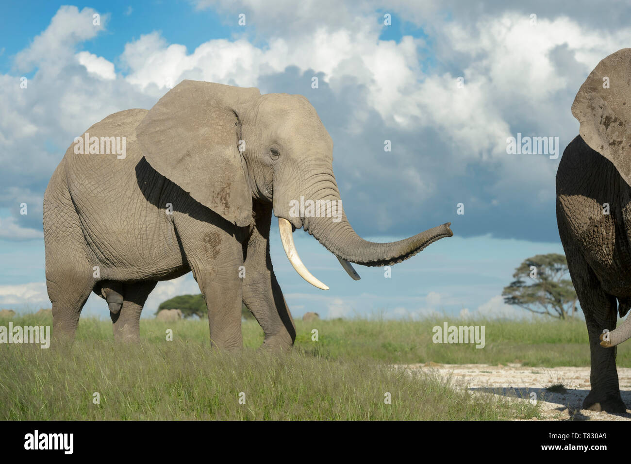 African elephant (Loxodonta africana) bull smelling for female with trunk, Amboseli national park, Kenya. Stock Photo