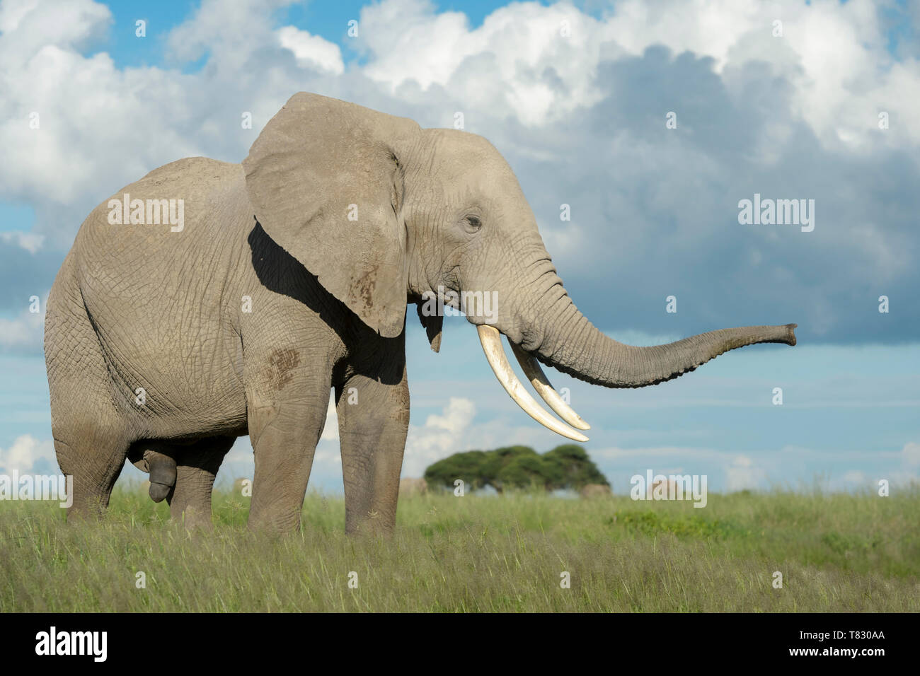 African elephant (Loxodonta africana) bull smelling with trunk, Amboseli national park, Kenya. Stock Photo
