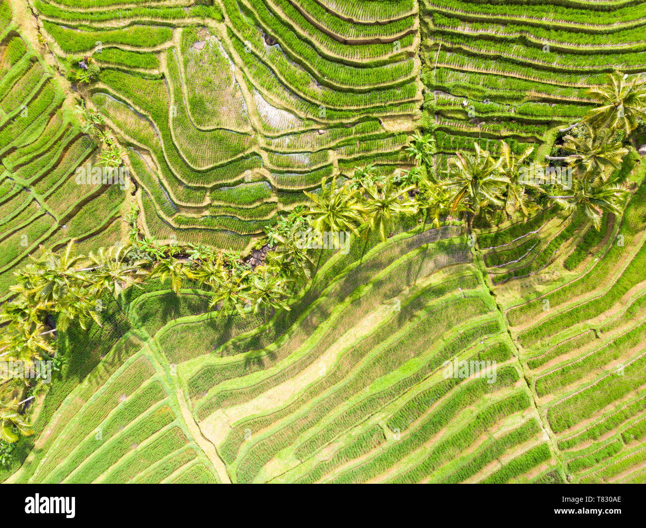 Aerial view rice terraces palm hi-res stock photography and images - Alamy