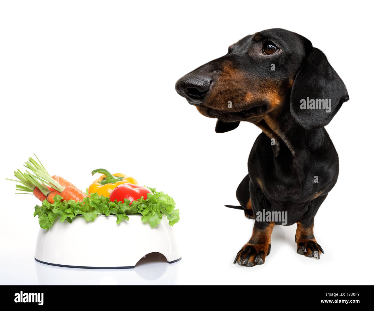 hungry dachshund sausage dog with healthy vegan or vegetarian food bowl