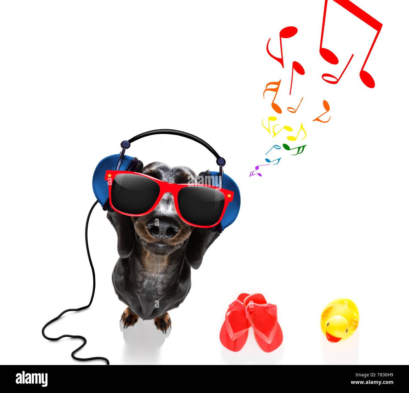 cool dj sausage dachshund dog listening or singing to music with