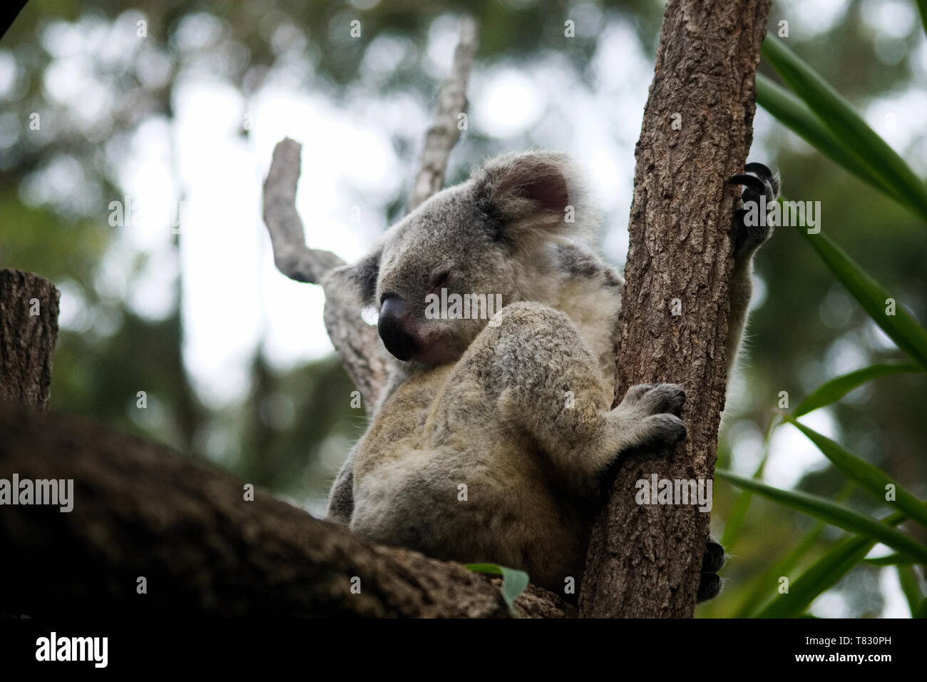 Koala Bear Australia sitting in the trees Stock Photo - Alamy
