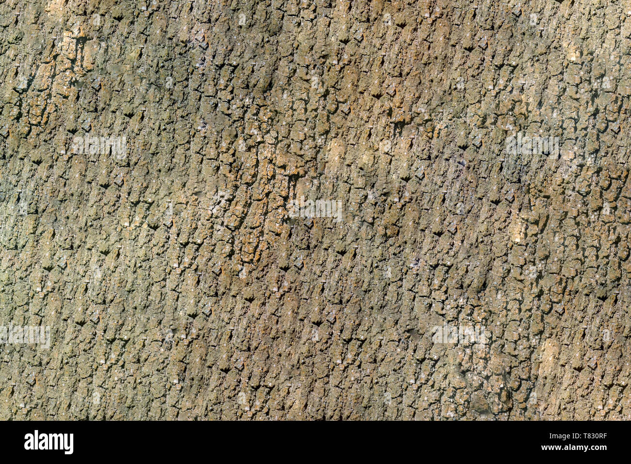 A surface with the structure of hardwood bark Stock Photo - Alamy