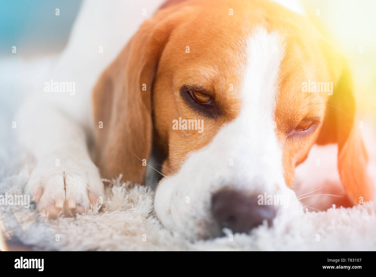 Beagle dog close up on a carpet falling asleep. Looking tired, depressed, sick concept Stock Photo