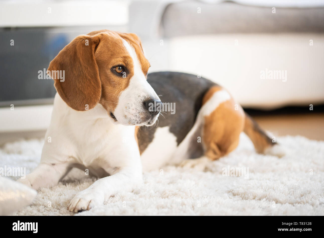 Beagle dog close up on a carpet lying down. Looking tired, Watching