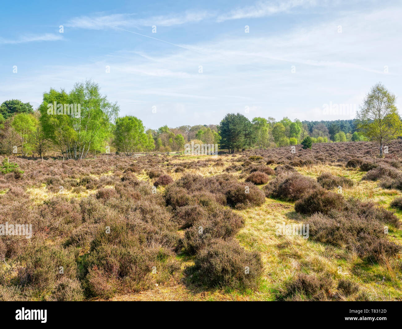 Heather Bracken Gorse Moorland Hi res Stock Photography And Images Alamy heather-bracken-gorse-moorland-hi-res-stock-photography-and-images-alamy