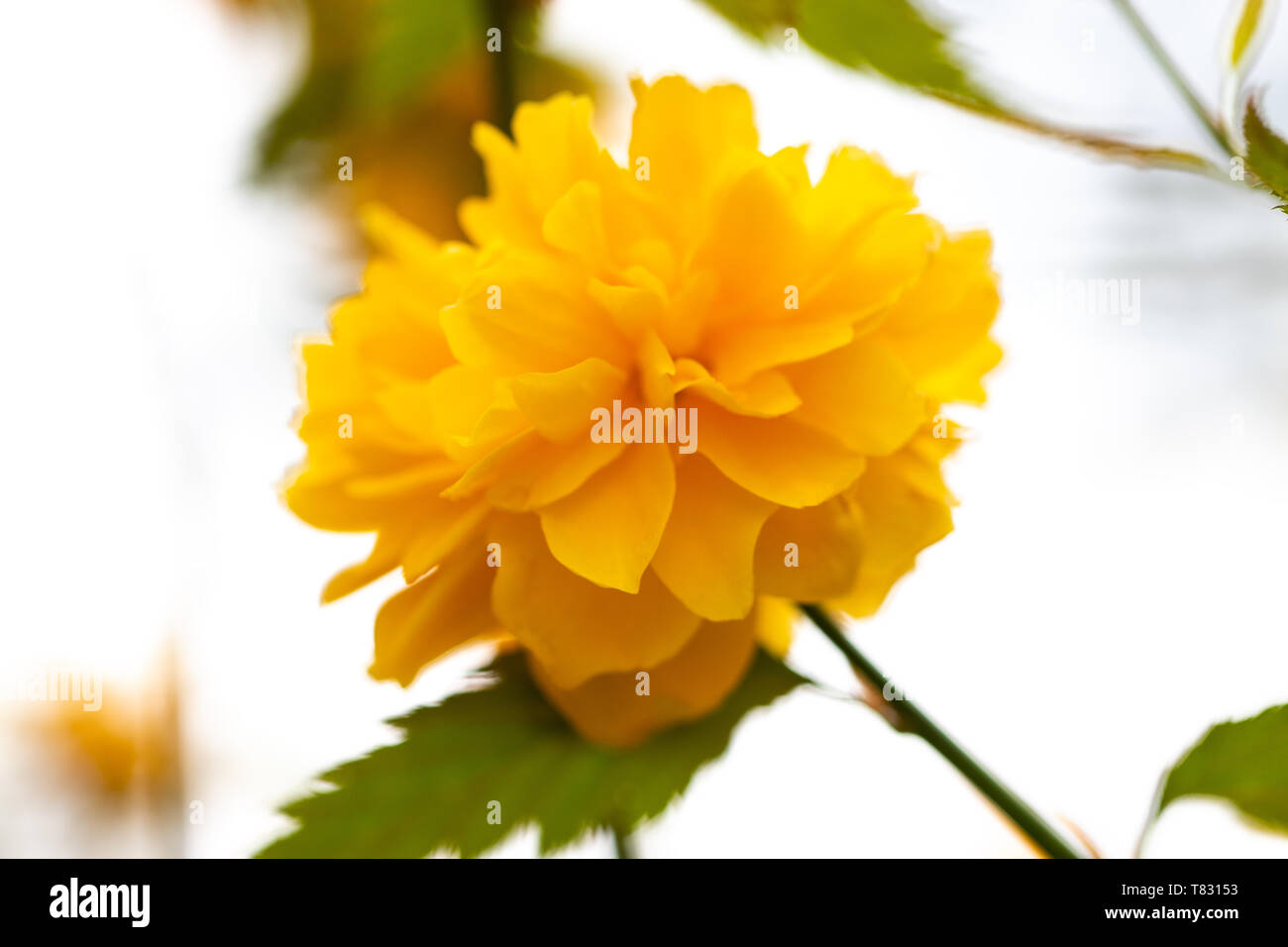 Kerria beautiful shrub with yellow flowers in spring Stock Photo Alamy