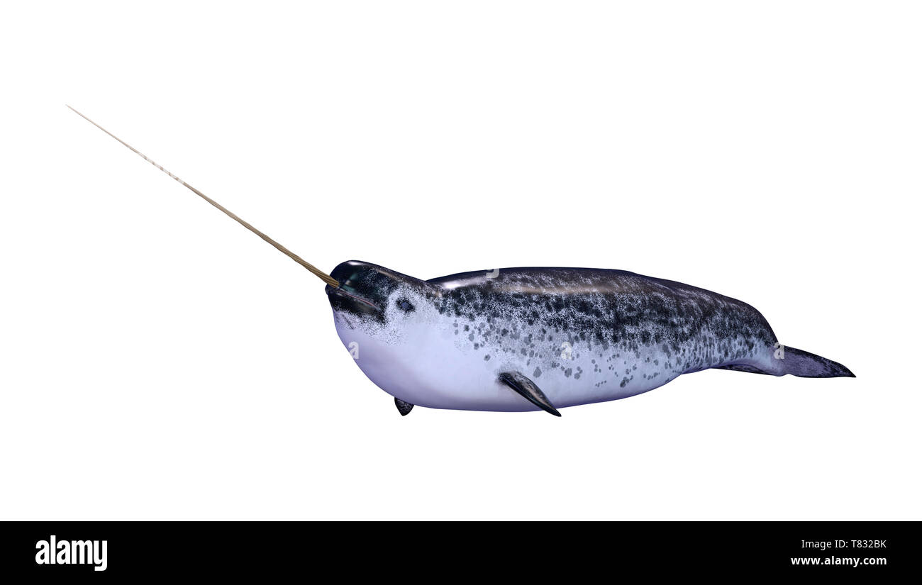 3D rendering of a male narwhal or Monodon monoceros, or narwhale