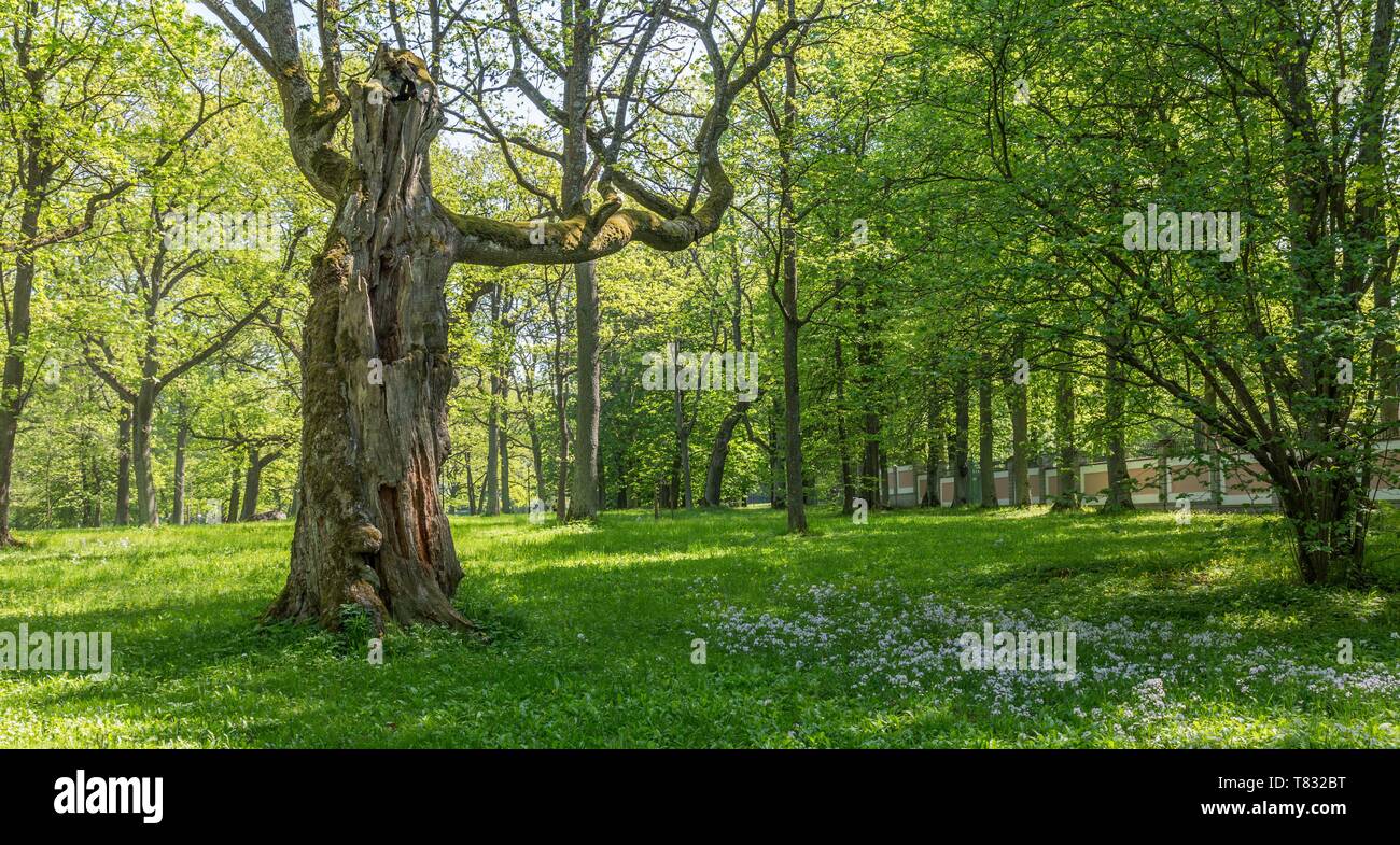 Tree park man made space hi-res stock photography and images - Alamy