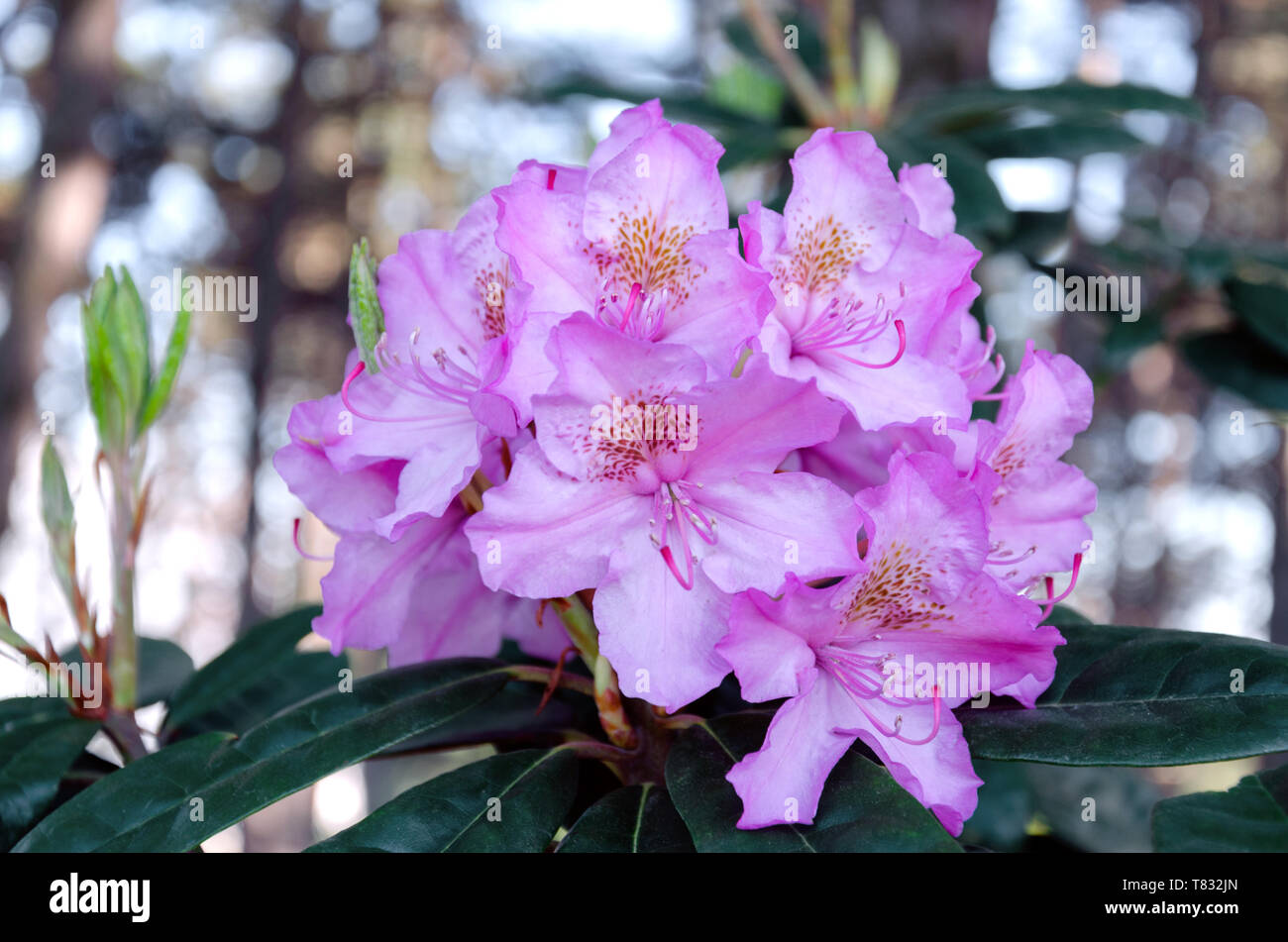 rhododendron inflorescence on a bush with green leaves happy afternoon in the garden, close-up Stock Photo
