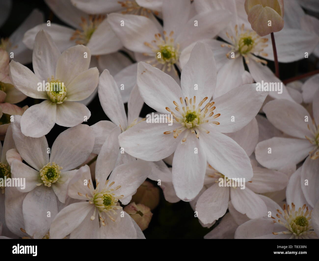 Closeup of a group of white clematis armandii flowers Stock Photo