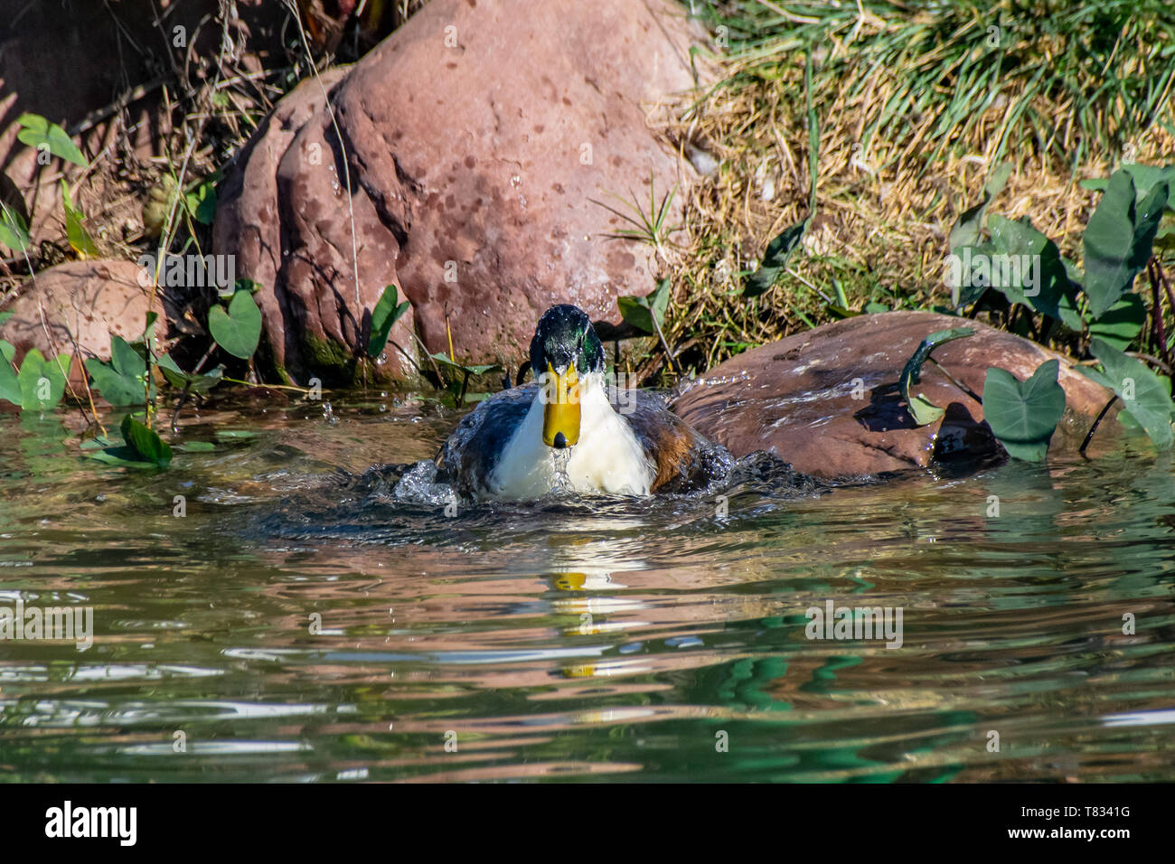 Duck splashing, preening and cleaning feather plumage in a lake Stock Photo