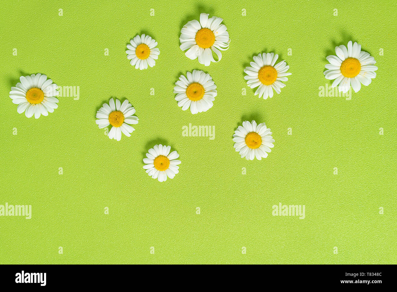 Pattern made of chamomiles, petals, leaves on pastel green background. Spring, summer concept. Flat lay, top view, copy space Stock Photo