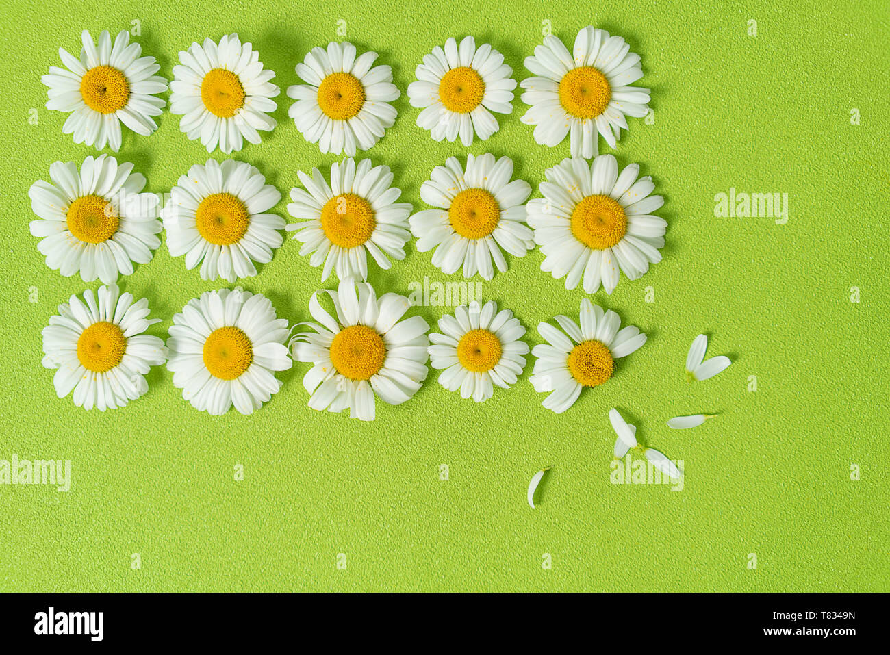 Pattern made of chamomiles, petals, leaves on pastel green background. Spring, summer concept. Flat lay, top view, copy space Stock Photo