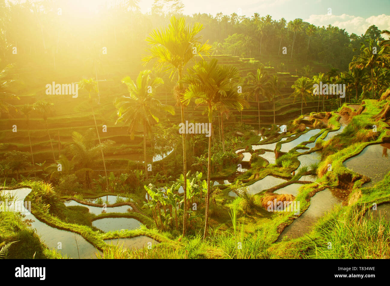 Ubud Rice Patty Terrace paddy rice fields in morning sunrise, Ubud, Bali, Indonesia ...