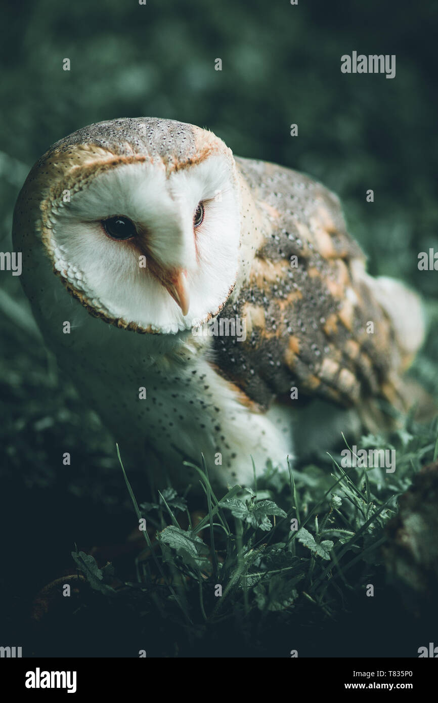 little cute owl - intentional filtered image - cute animals Stock Photo