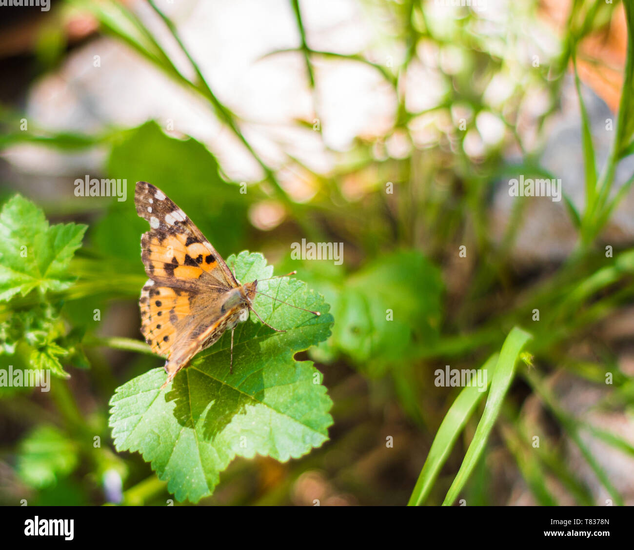 This close capture show a butterfly landed on a green leaf with a