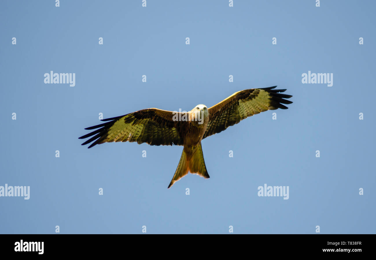 Red Kite flying over Wtlington Oxfordshire UK Stock Photo Alamy