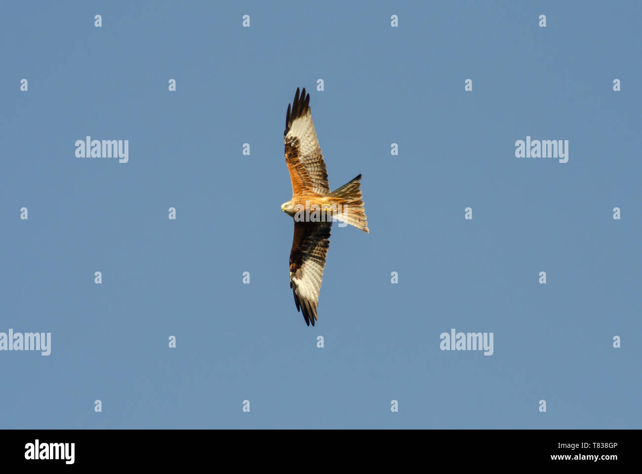 Red Kite flying over Wtlington Oxfordshire UK Stock Photo Alamy