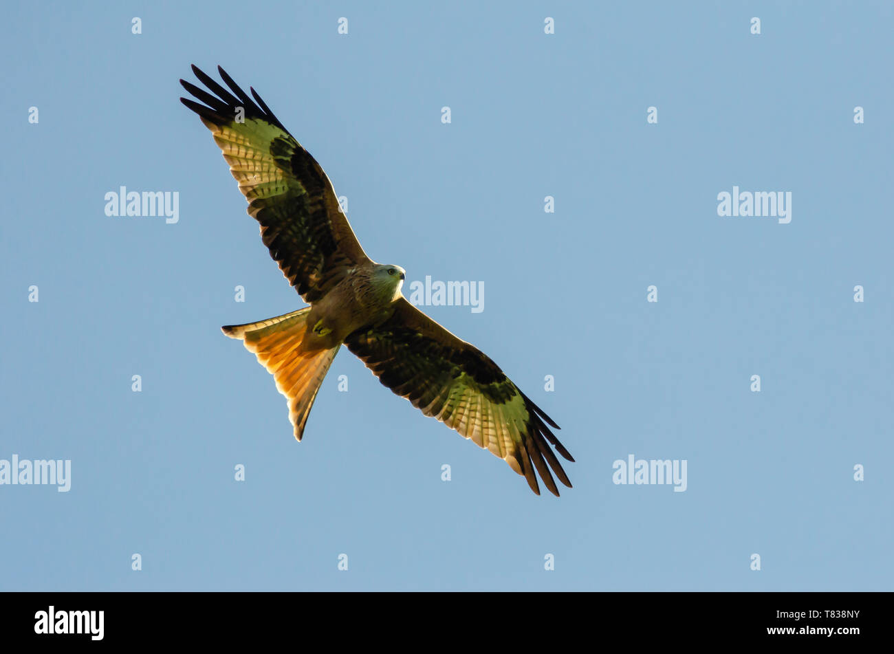 Red Kite flying over Wtlington Oxfordshire UK Stock Photo Alamy