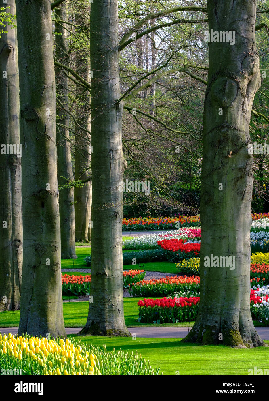 Tulips in vibrant colours on display at Keukenhof Gardens, Lisse ...