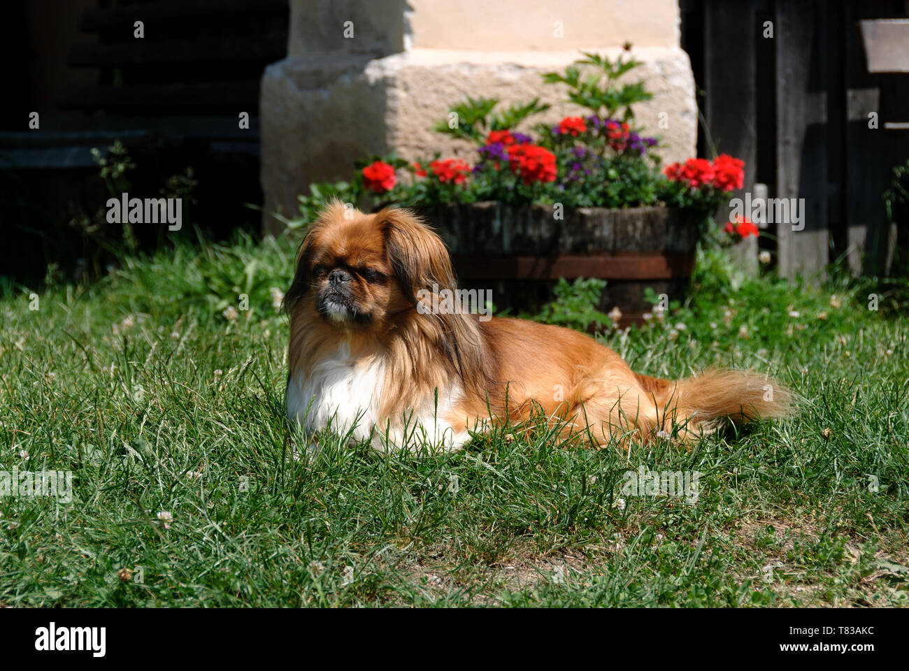 Pekinese dog breed in a meadow Stock Photo