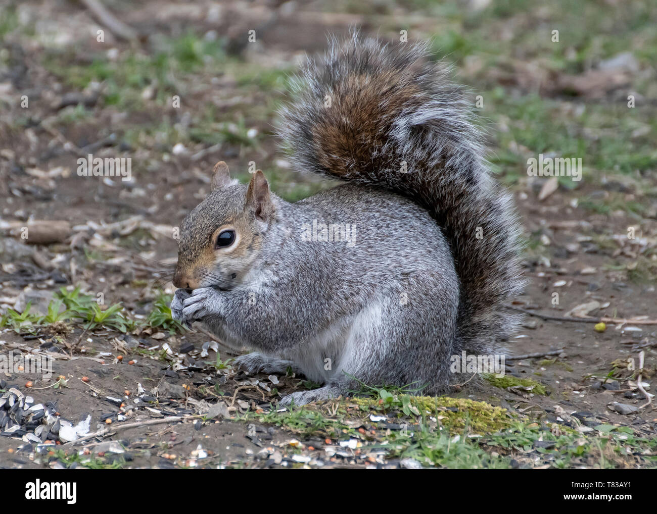 Grey Squirrel Eating bird seed On the ground Stock Photo Alamy
