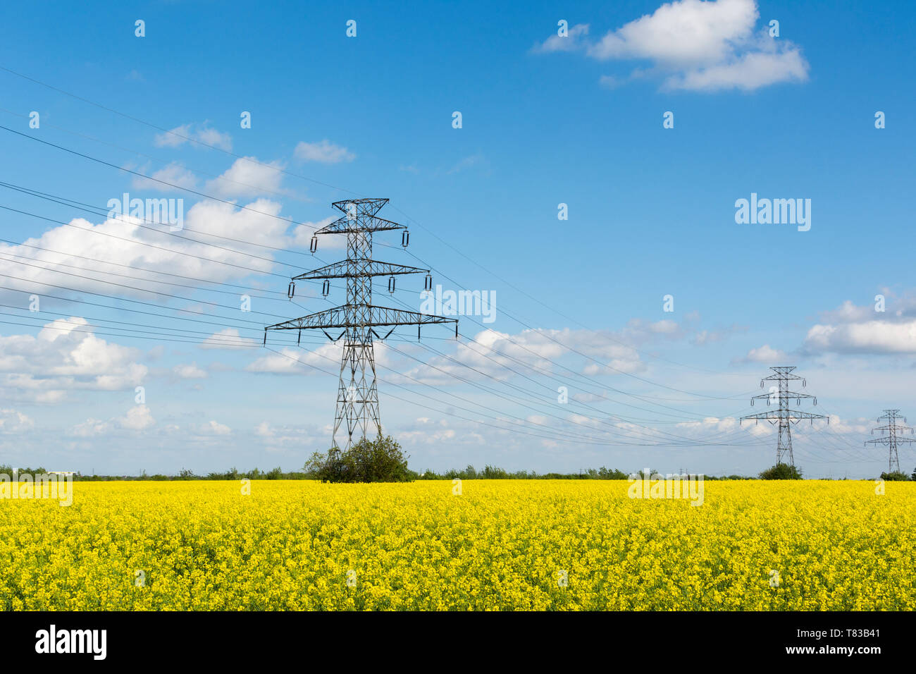 Golden flowering field of rapeseed, electric poles of high-voltage lines Stock Photo