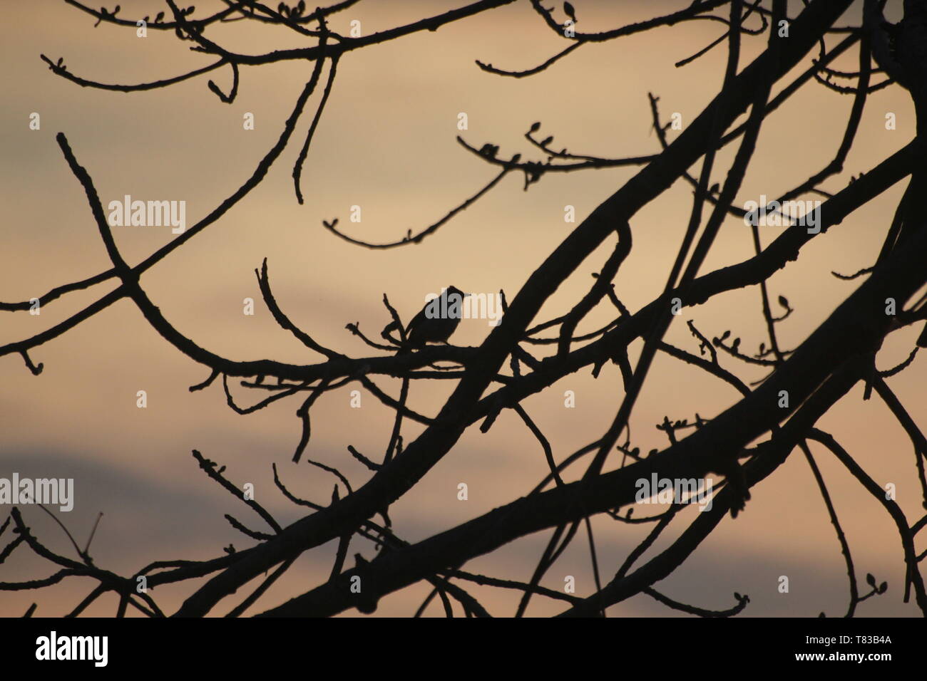 Branching bird shiloute ! Stock Photo Alamy