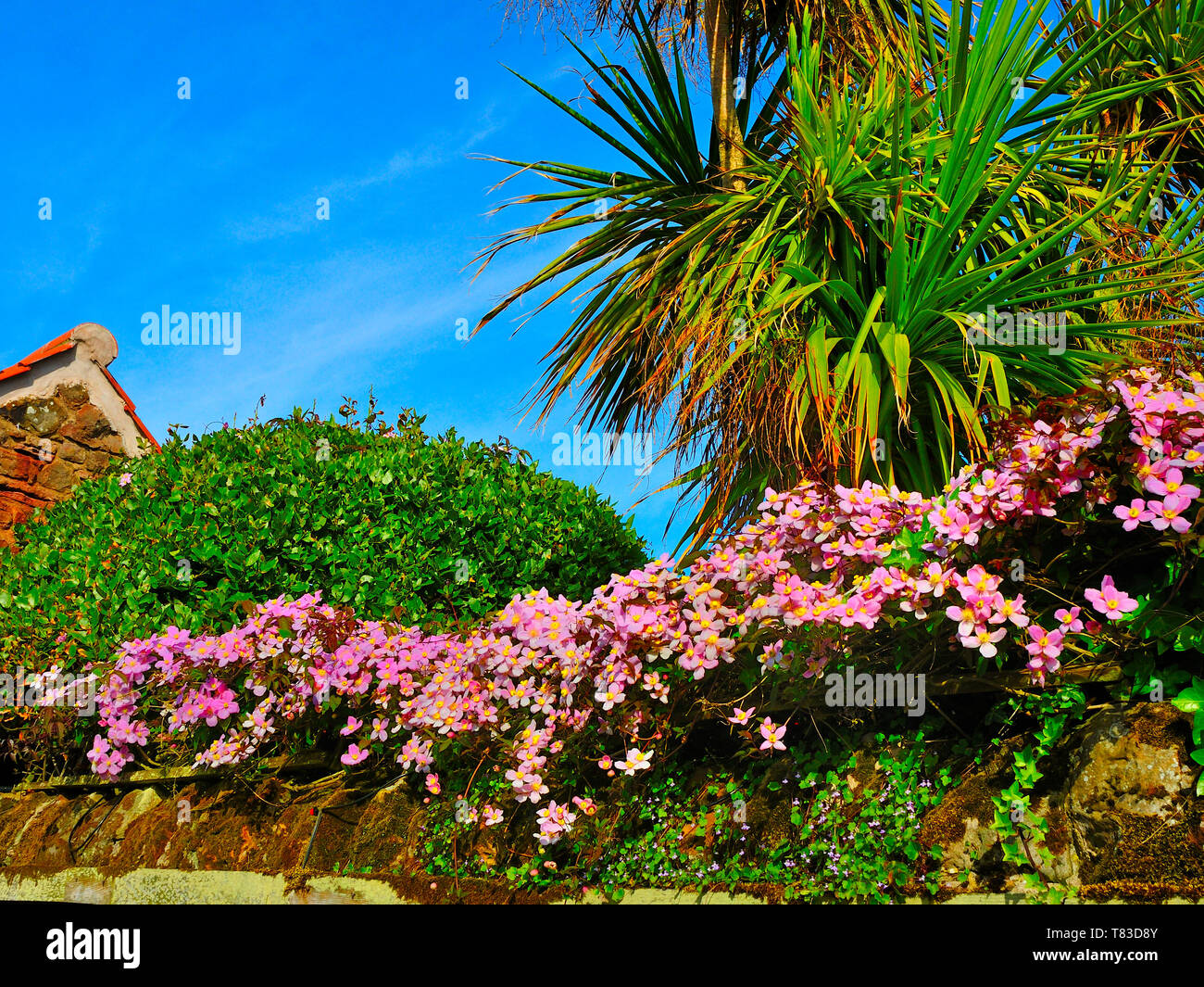 Pink clematis montana and cordyline palm tree growing in a garden in Crail, Fife, Scotland Stock Photo
