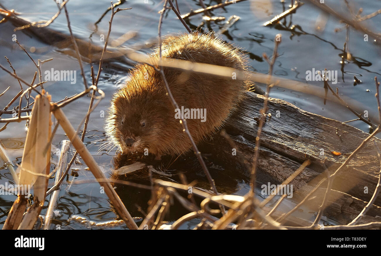 Montreal, Canada,May 8, 2019.Young beaver sitting on floating piece of wood.Montreal,Quebec,Canada.Credit:Mario Beauregard/Alamy Live News Stock Photo