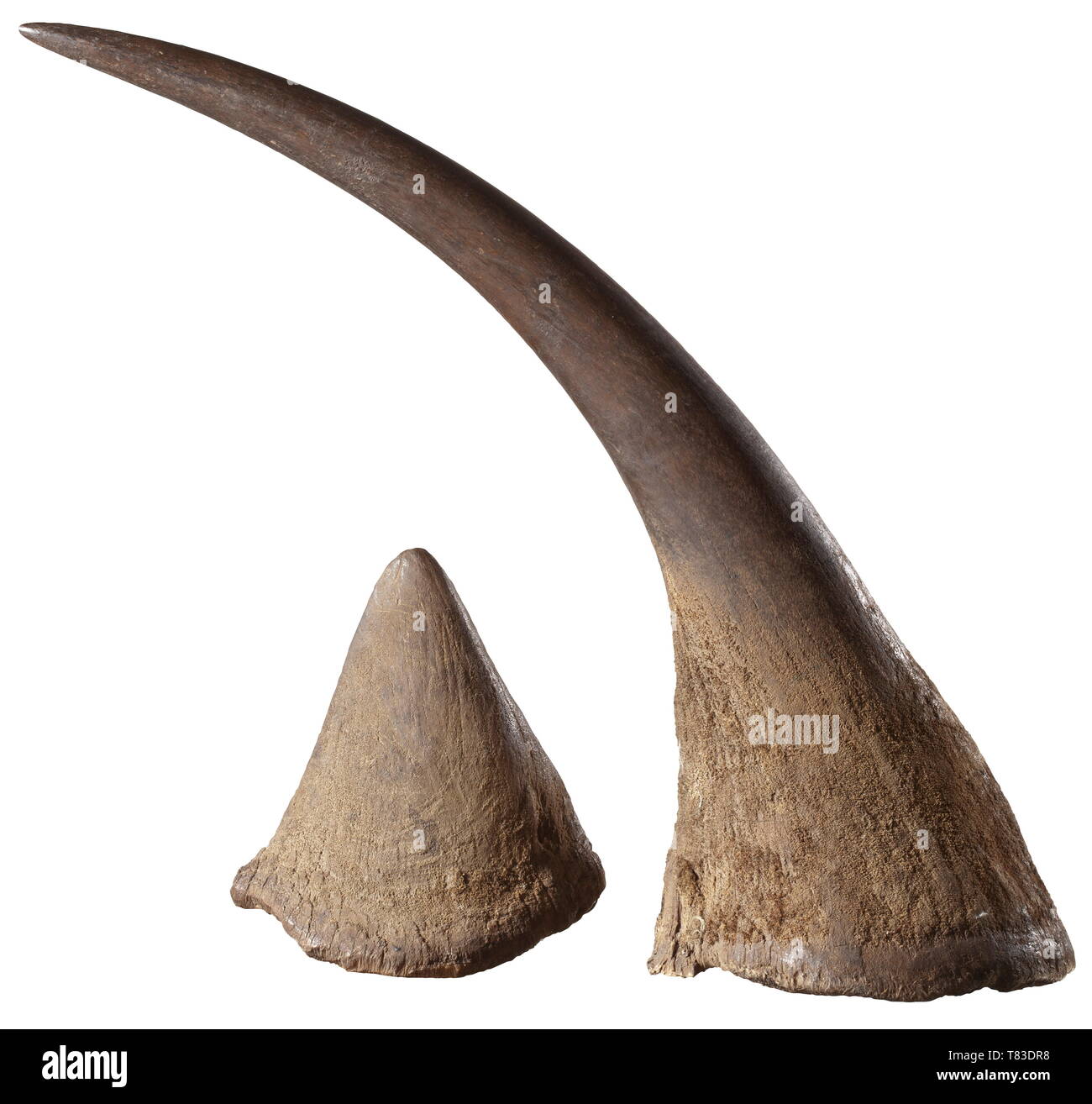A pair of horns of an African rhinoceros 20th century. Beautifully grown pair of horns from a rhinoceros (Rhinocerotidae spp.). Beautiful, natural surface, slightly rough at the base. Each bottom with two holes for fixation. Length measured along the exterior curve 56 cm and 15 cm, weight 1790 g and 740 g. CITES certificates available. Please note that this lot cannot be shipped from Germany to any country outside the EU. historic, historical, hunt, hunts, hunting, utensil, piece of equipment, utensils, trophies, object, objects, stills, clipping, Additional-Rights-Clearance-Info-Not-Available Stock Photo