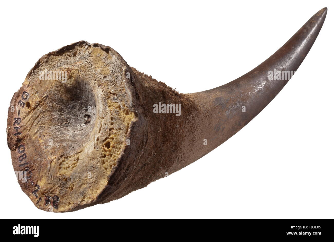 An African rhinoceros horn 20th century. Strong, evenly grown horn of a rhinoceros (Rhinocerotidae spp.). Natural surface, rough at the base. The bottom with two holes for fixation and traces of insect damage. Length measured along the exterior curve 53.5 cm, weight 2,780 g (according to check measurement by Hermann Historica 2,915 g). CITES certificates available. Please note that this lot cannot be shipped from Germany to any country outside the EU. historic, historical, hunt, hunts, hunting, utensil, piece of equipment, utensils, trophies, obj, Additional-Rights-Clearance-Info-Not-Available Stock Photo