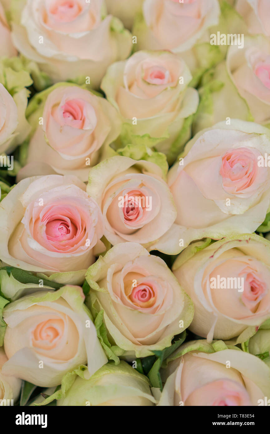 Beige roses background. White roses horizontal seamless pattern. White ...