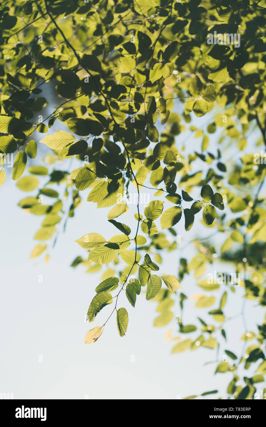 Green leaves backlighted by the sunlight. Spring fresh foliage. Spring ...