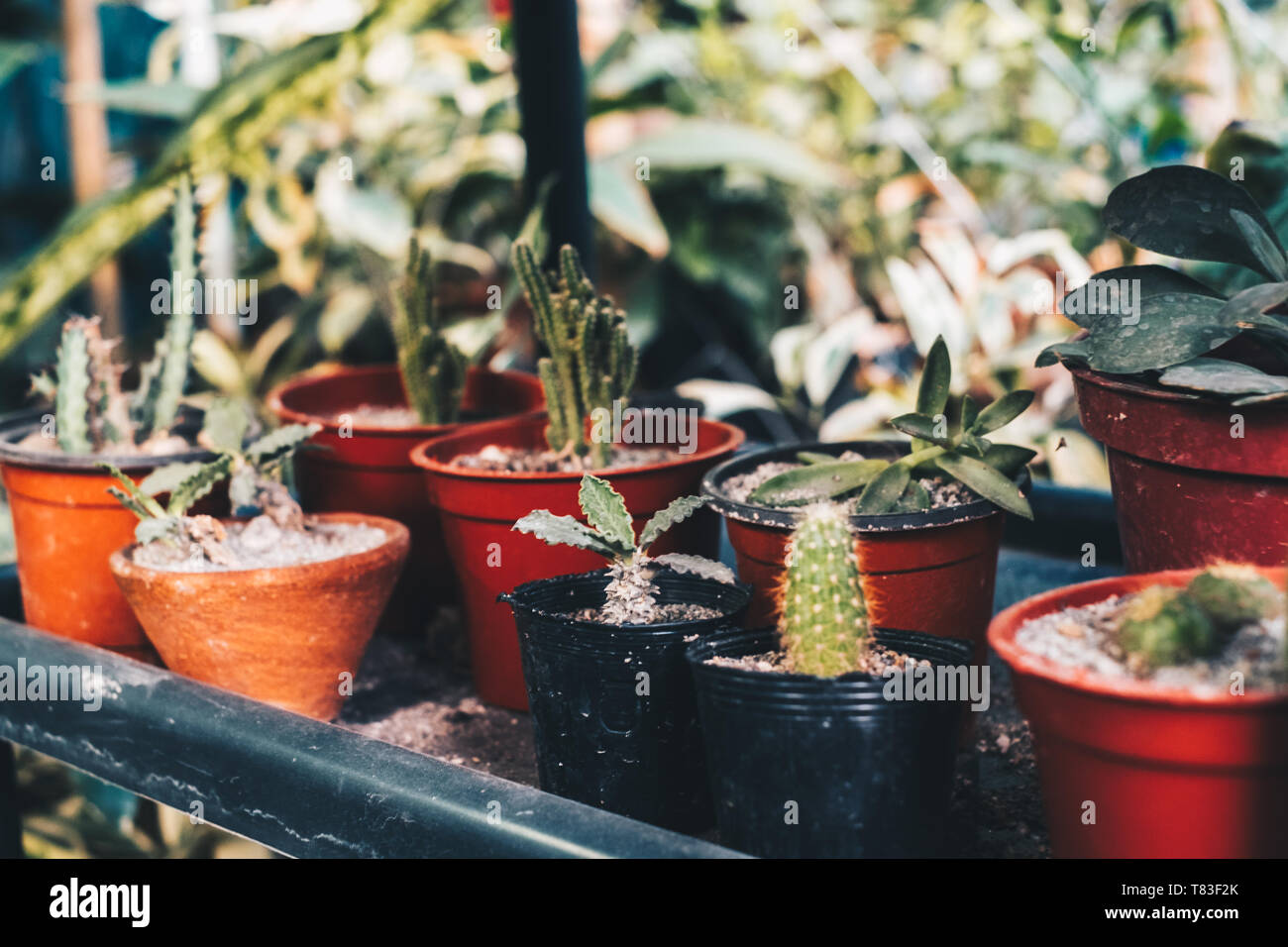 Various type of cactus in clay and plastic pots. Selective focus. Copy space. Toned picture. Stock Photo