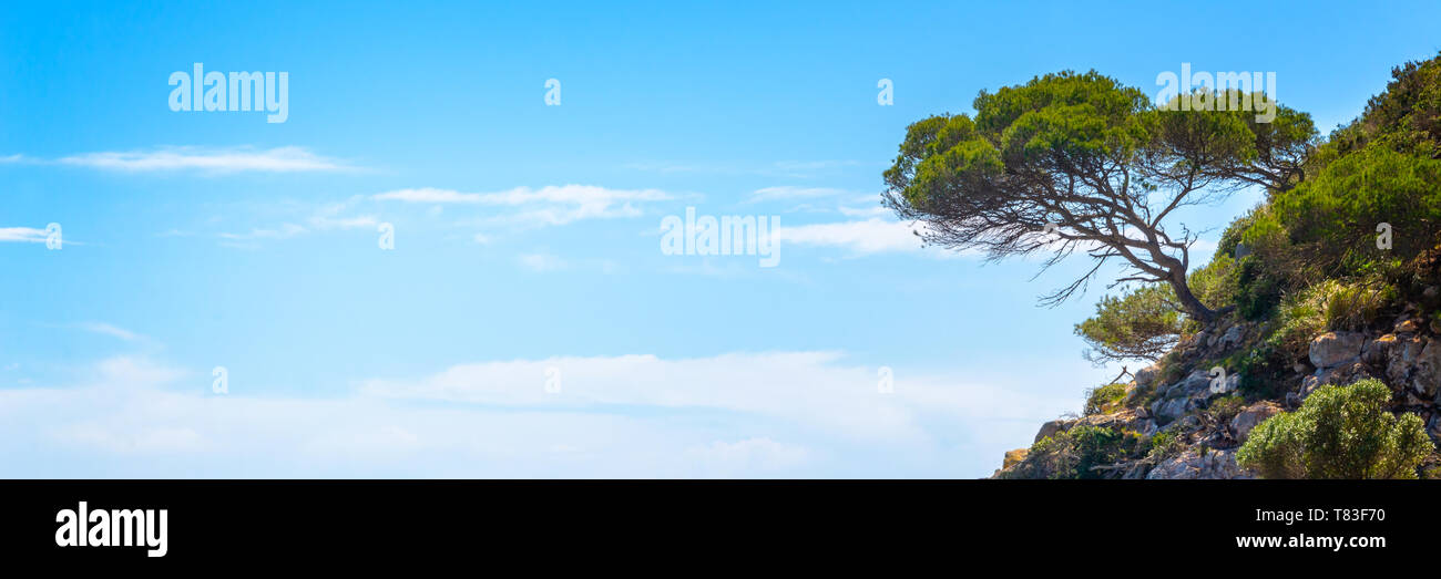 Pine tree on a rock on blue sky background, panoramic mediterranean landscape in Menorca Balearic islands, Spain Stock Photo