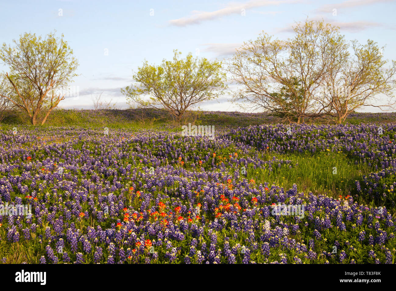 Field of Bluebonnets and Paintbrush, Mach Road, Near Ennis, Texas Stock Photo