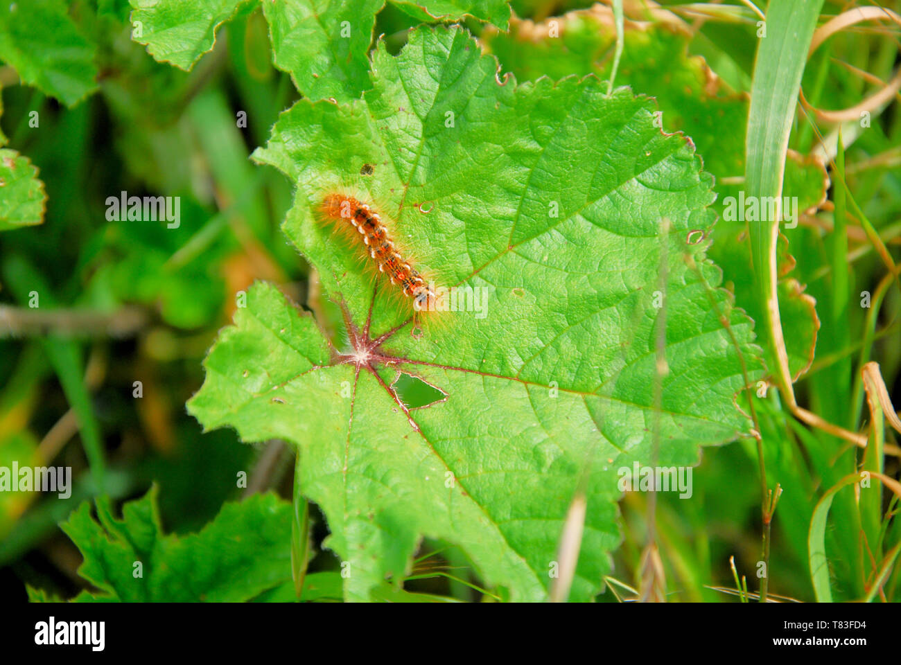 Moth Tree Rash Causes rashes hi-res stock photography and images - Alamy